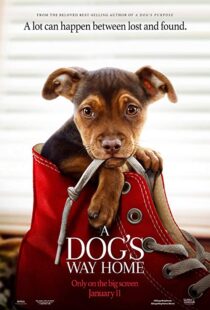 دانلود فیلم A Dog’s Way Home 20198110-1868588834