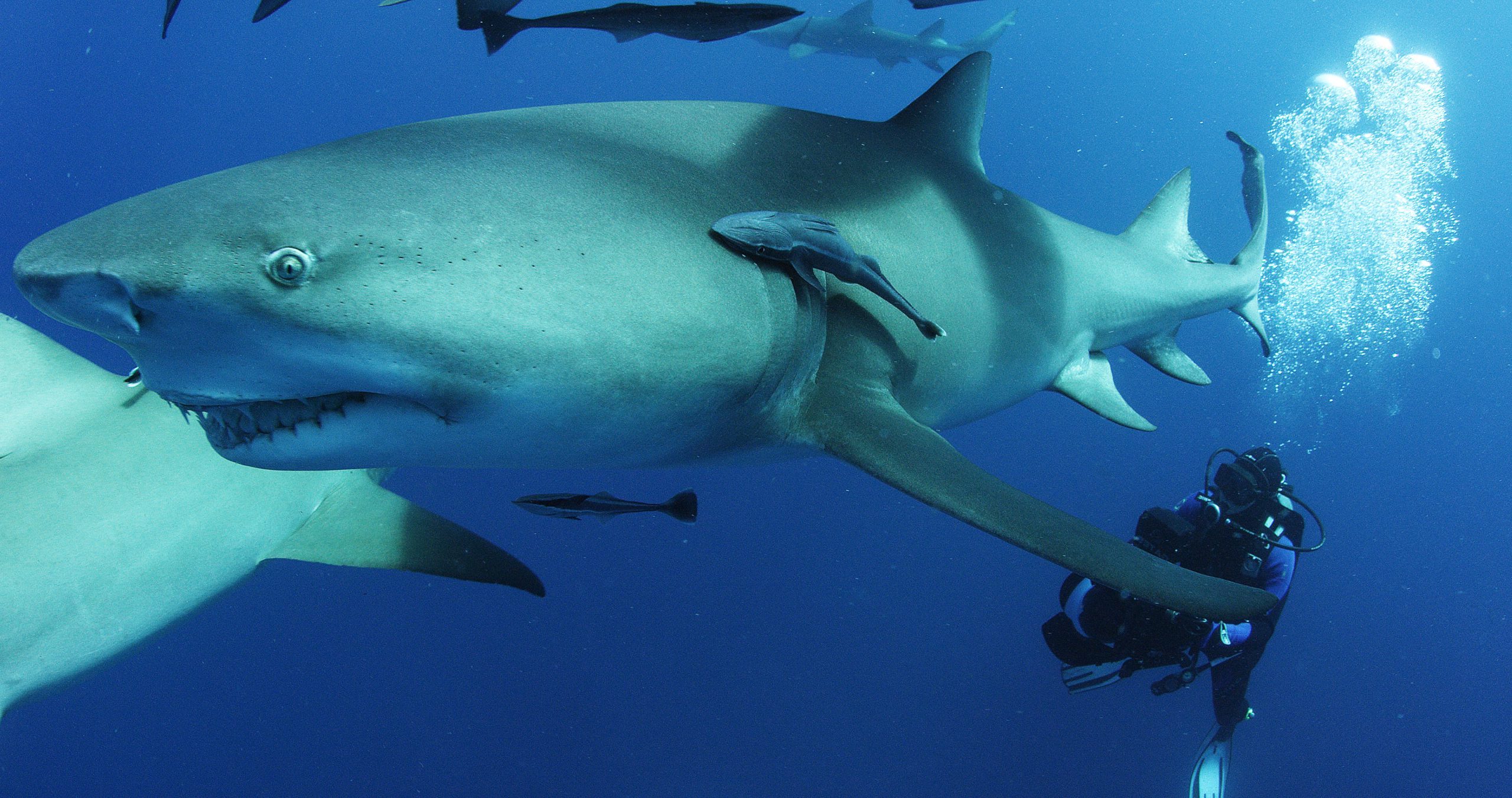 دانلود مستند Sharkwater Extinction 2018