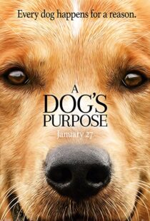 دانلود فیلم هندی A Dog’s Purpose 201741616-1690202177