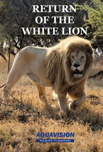 دانلود مستند Return of the White Lion 2008103488-396546251