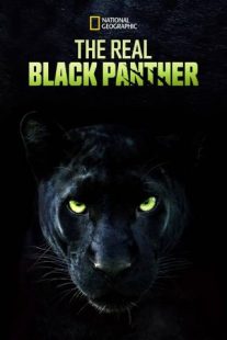 دانلود مستند The Real Black Panther 2020229564-1342351205