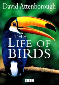 دانلود مستند The Life of Birds382058-972397080