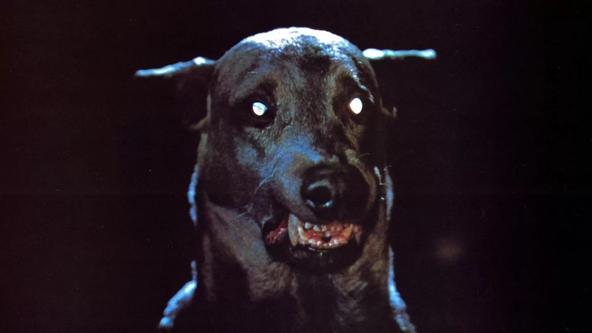 دانلود فیلم Dracula’s Dog 1977